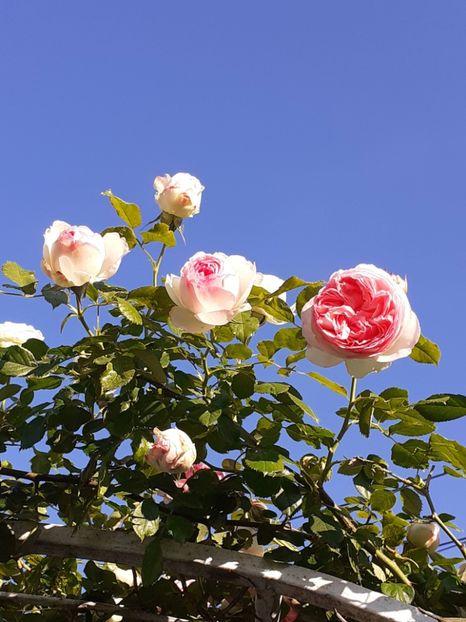  - Eden Rose 2024_ 2025