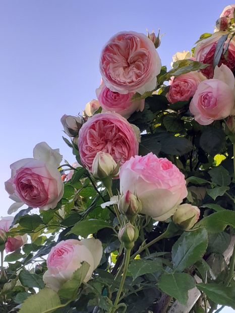  - Eden Rose 2024_ 2025