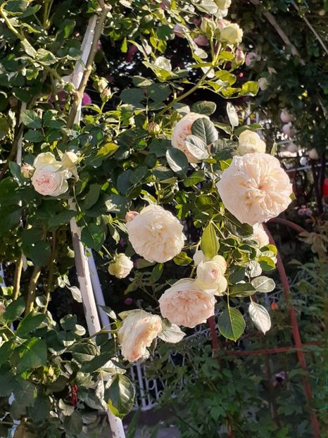  - Palais Royale 2022 - 2023-2024