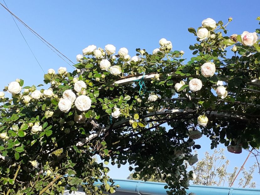  - Palais Royale 2022 - 2023-2024