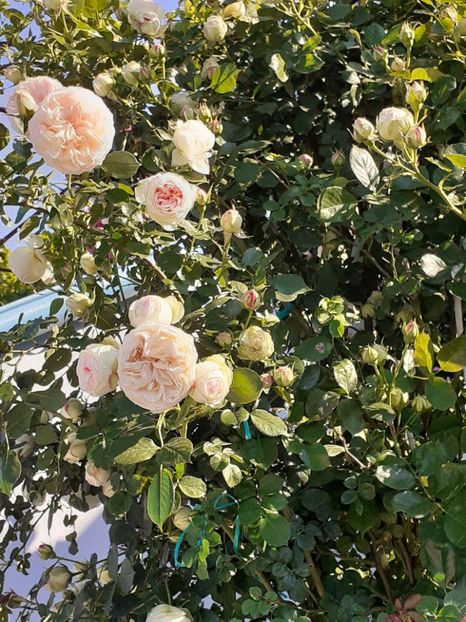  - Palais Royale 2022 - 2023-2024