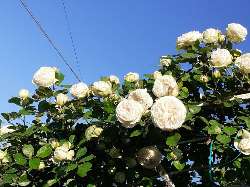  - Palais Royale 2022 - 2023-2024