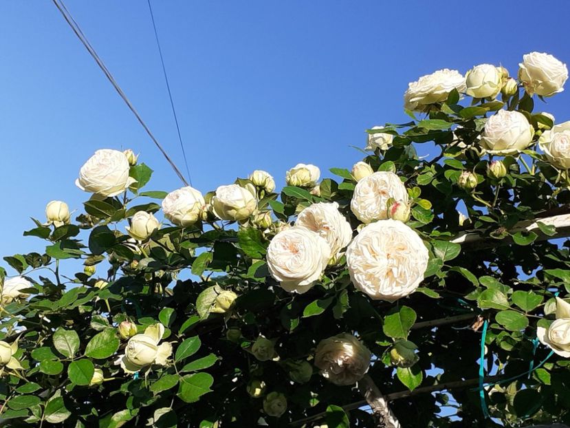  - Palais Royale 2022 - 2023-2024