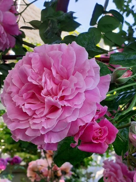  - Heillige Elisabeth 2024 _ 2025