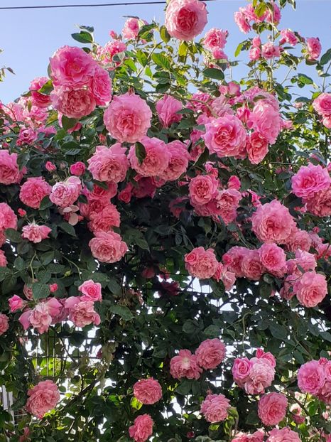  - Heillige Elisabeth 2024 _ 2025