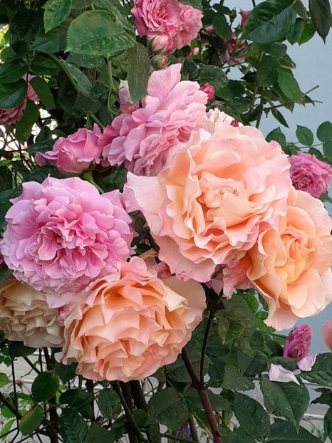  - Augusta Luise 2021