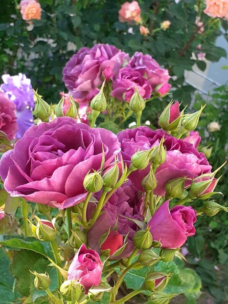  - Minerva 2021 - 2022