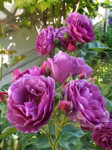  - Minerva 2021 - 2022