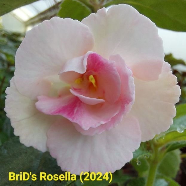 Img.2024.05.16 - Achi din semințe BriDs 2024