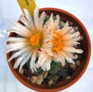 Thelocactus hexaedrophorus - Thelocactus hexaedrophorus