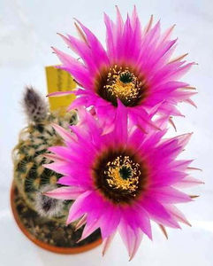 Echinocereus reichenbachii - Echinocereus reichenbachii