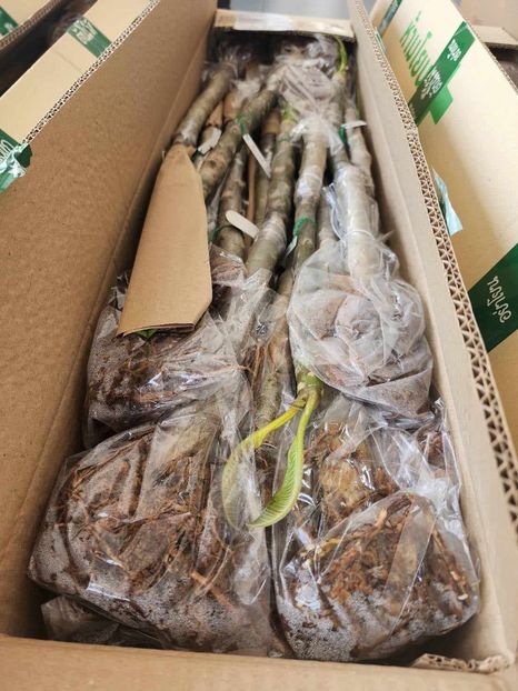 received_768936308719011 - Plumeria din butasi disponibila