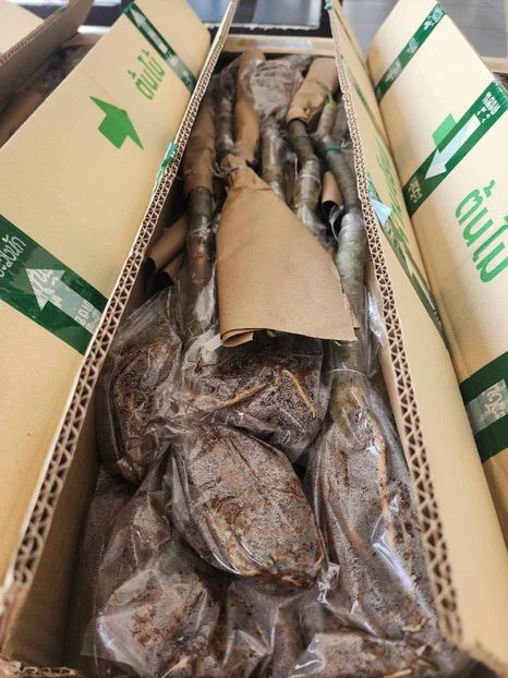 received_1455054965383842 - Plumeria din butasi disponibila