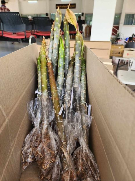 received_981067050092493 - Plumeria din butasi disponibila