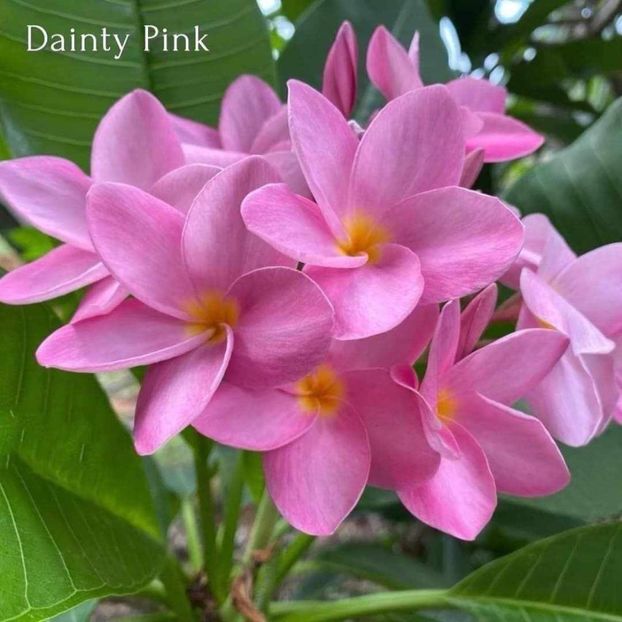 received_3606329079618993 - Plumeria din butasi disponibila