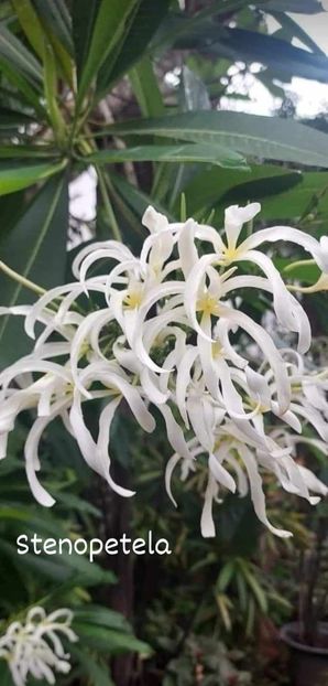 received_789189406615301 - Plumeria din butasi disponibila