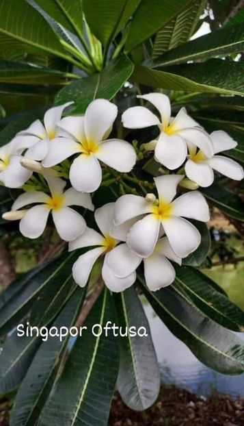 received_483869984072641 - Plumeria din butasi disponibila