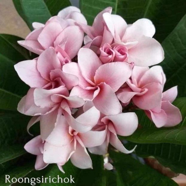 received_2196995433978045 - Plumeria din butasi disponibila