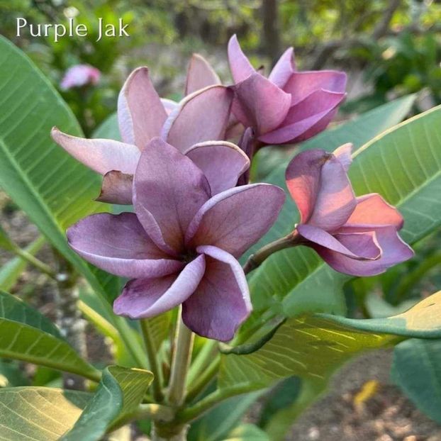 received_1478415996422520 - Plumeria din butasi disponibila
