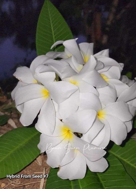 received_1238233477157743 - Plumeria din butasi disponibila