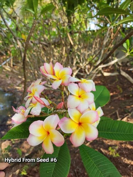 received_757128593145878 - Plumeria din butasi disponibila