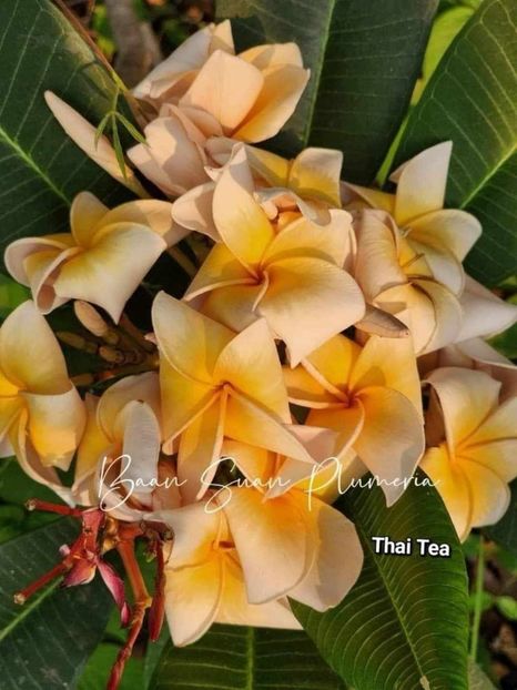 received_1563253297962167 - Plumeria din butasi disponibila