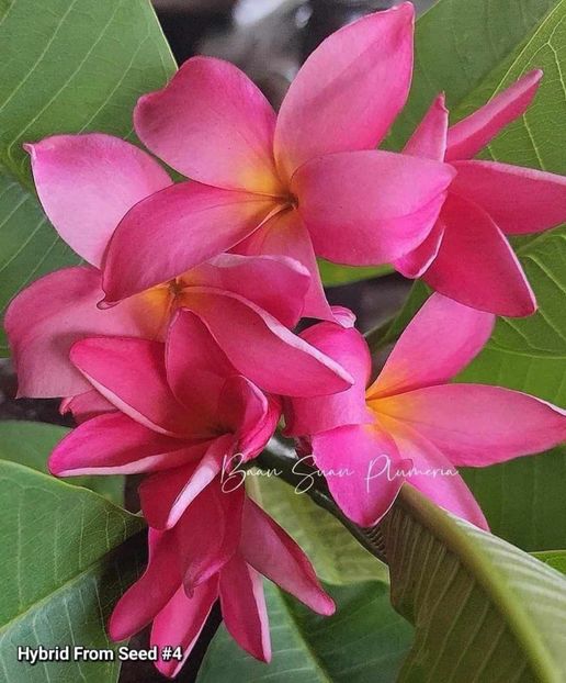 received_1155336688946757 - Plumeria din butasi disponibila