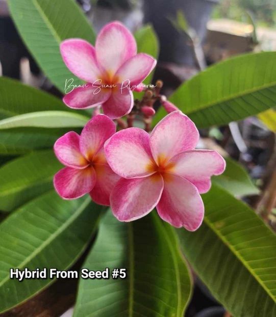 received_8332334150115306 - Plumeria din butasi disponibila