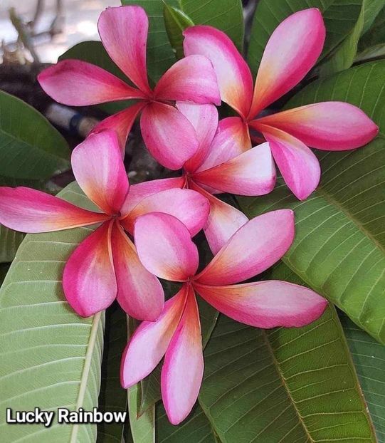 received_1176243526707128 - Plumeria din butasi disponibila
