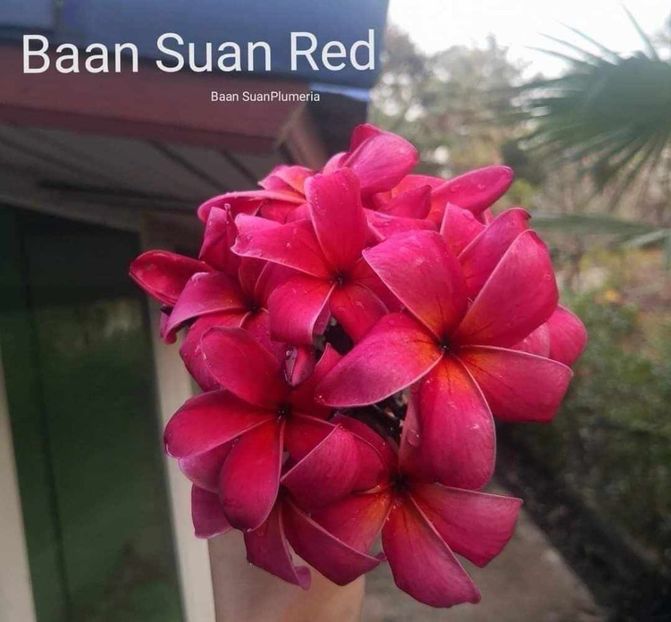 received_1528945851306230 - Plumeria din butasi disponibila