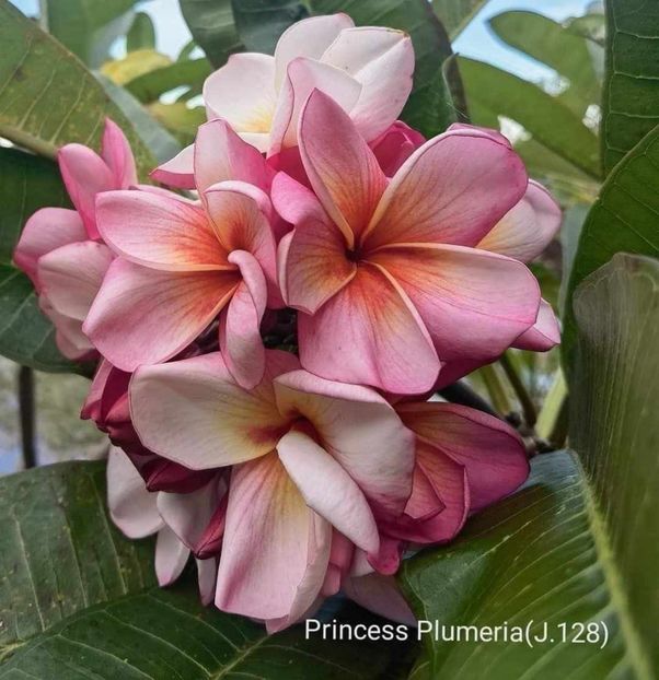 received_411828428484162 - Plumeria din butasi disponibila