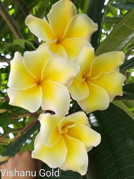 received_945479297234218 - Plumeria din butasi disponibila