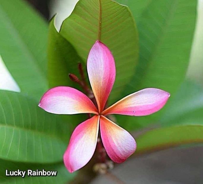 received_1365393697470823 - Plumeria din butasi disponibila