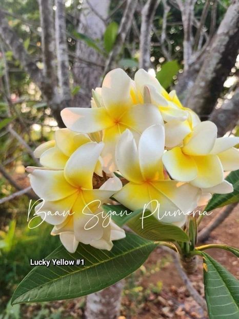 received_796322082465292 - Plumeria din butasi disponibila