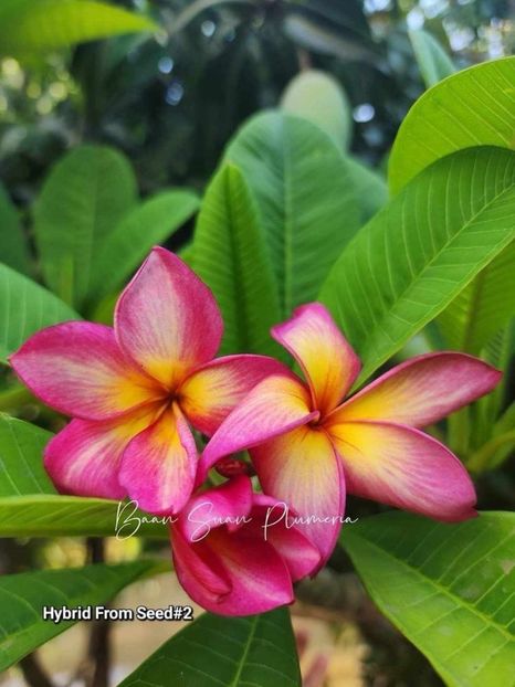 received_980836857050523 - Plumeria din butasi disponibila