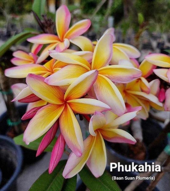 received_459059263191471 - Plumeria din butasi disponibila