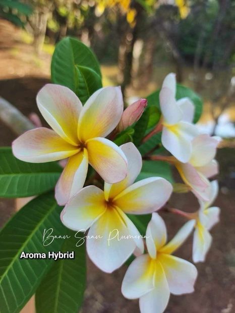 received_975959430591107 - Plumeria din butasi disponibila