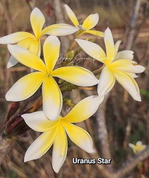 received_310924942051499 - Plumeria din butasi disponibila