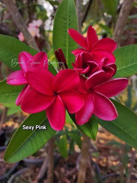 received_406482862214766 - Plumeria din butasi disponibila