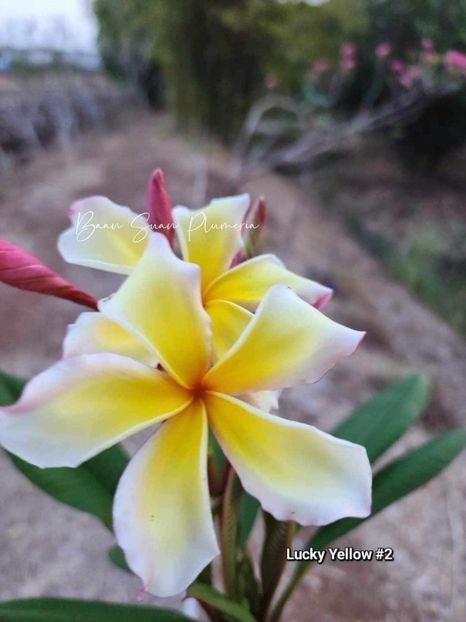 received_1793348197817722 - Plumeria din butasi disponibila