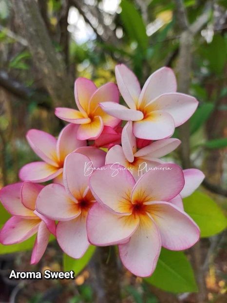 received_846773927484583 - Plumeria din butasi disponibila