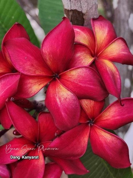 received_1959767027829403 - Plumeria din butasi disponibila