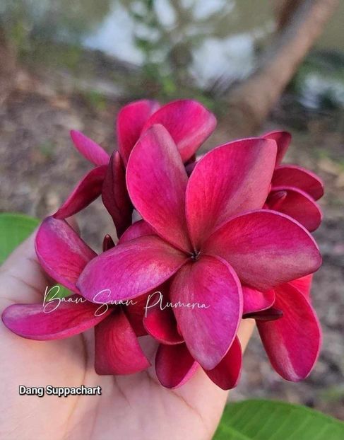 received_1118009472808081 - Plumeria din butasi disponibila