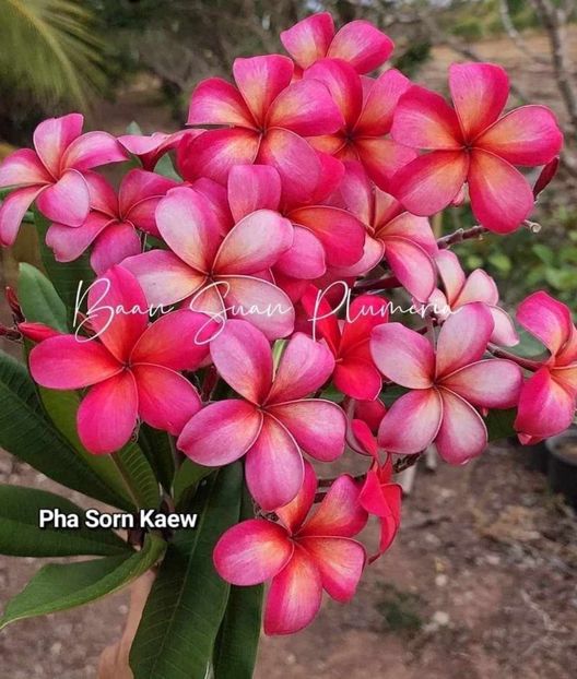 received_741433098148428 - Plumeria din butasi disponibila