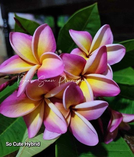 received_335184915979911 - Plumeria din butasi disponibila