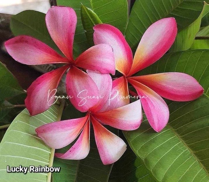 received_1086973405720527 - Plumeria din butasi disponibila