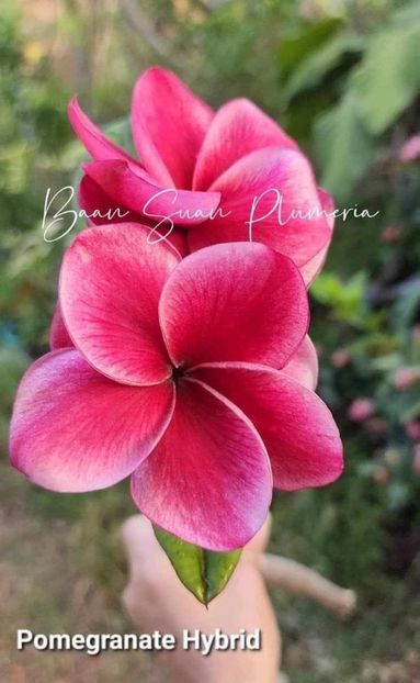 received_1178283336869929 - Plumeria din butasi disponibila