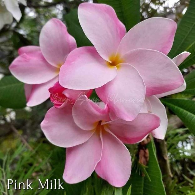 received_3647978355415656 - Plumeria din butasi disponibila