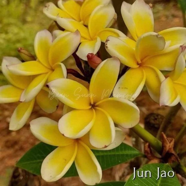 received_999752417653855 - Plumeria din butasi disponibila