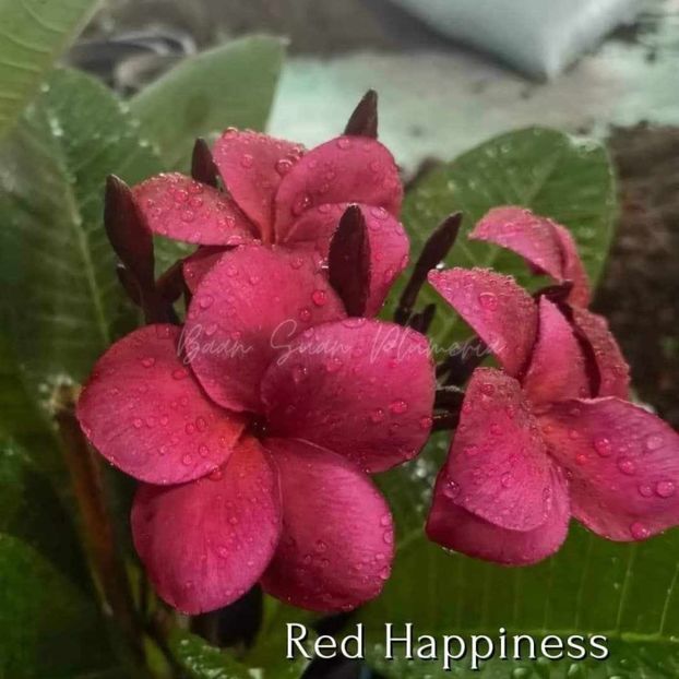 received_407032035623551 - Plumeria din butasi disponibila